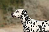 DALMATIEN 120